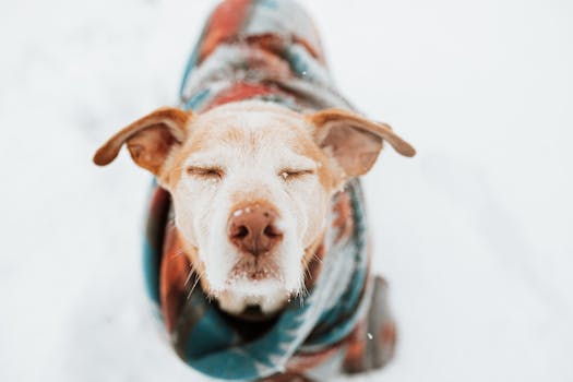 Adorable dog in a colorful blanket with snow on its face, embracing winter joyfully.